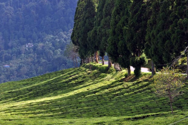 Temi tea garden on the slopes of South Sikkim