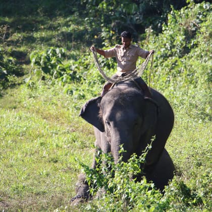 An elephant in Gorumara National Park in the Dooars