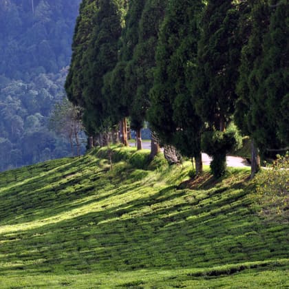 Temi tea garden on the slopes of South Sikkim